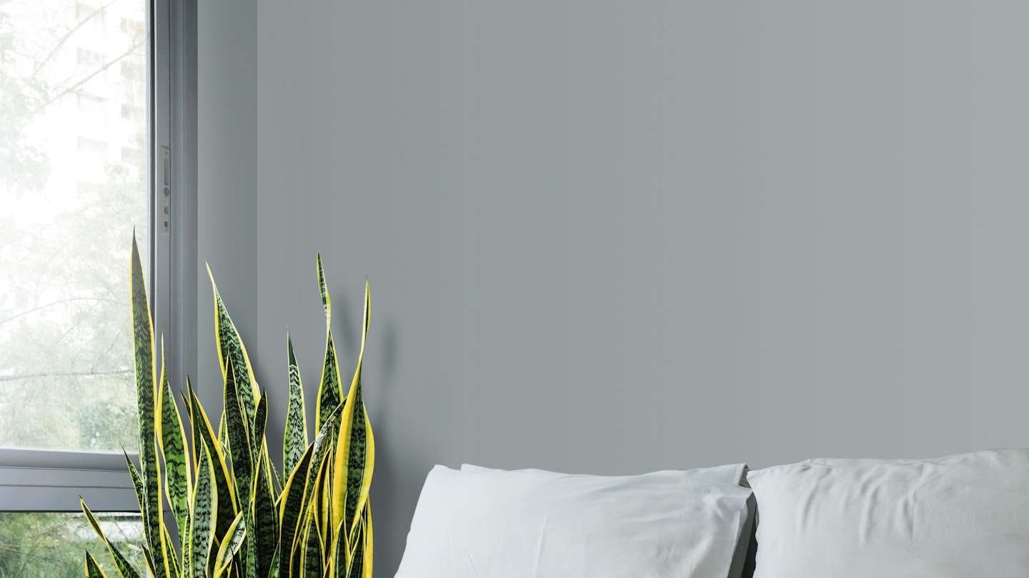 houseplants for cold weather