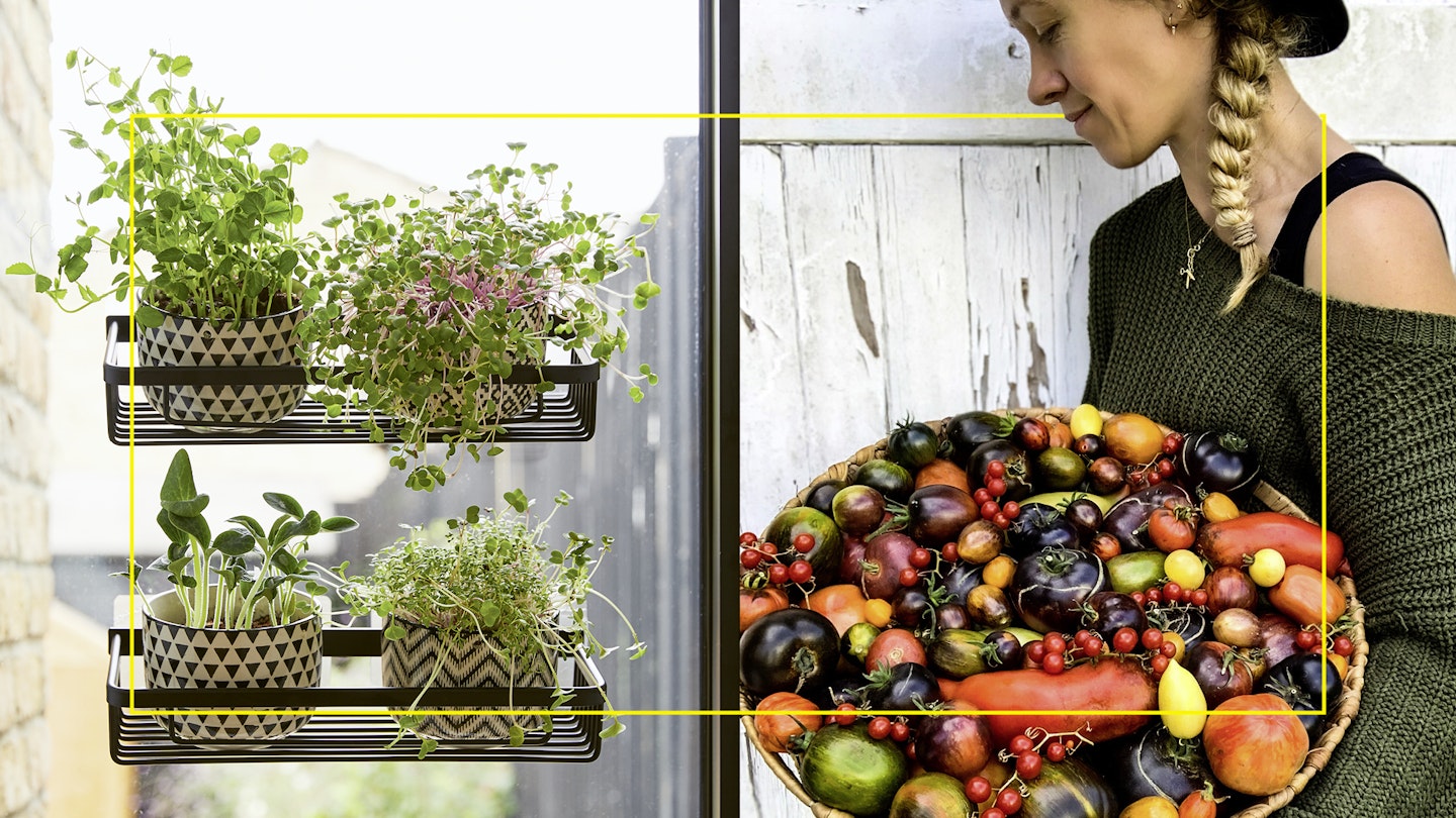 Lucy Hutchings grow your own veg anywhere